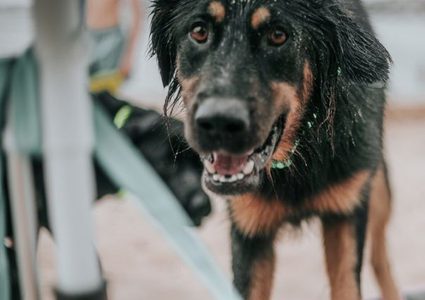 تسجيل 9 وفيات.. تحذيرات بتونس من مخاطر انتشار داء الكلب