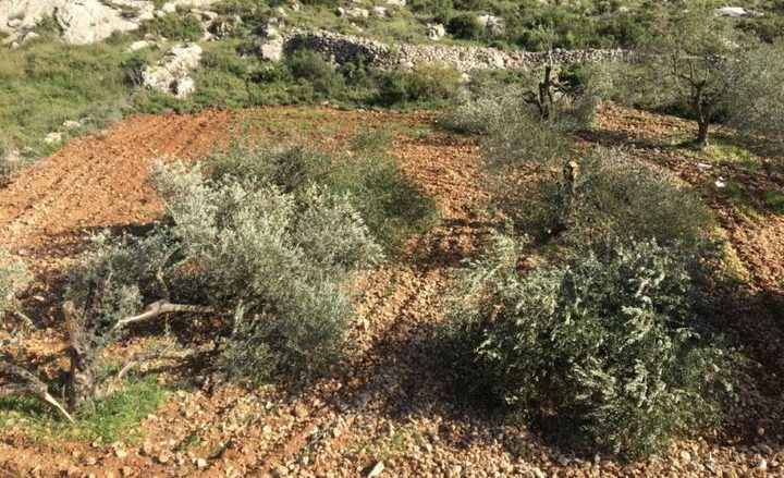 الاحتلال يقتلع مئات أشجار الزيتون واللوزيات في دير استيا غرب سلفيت