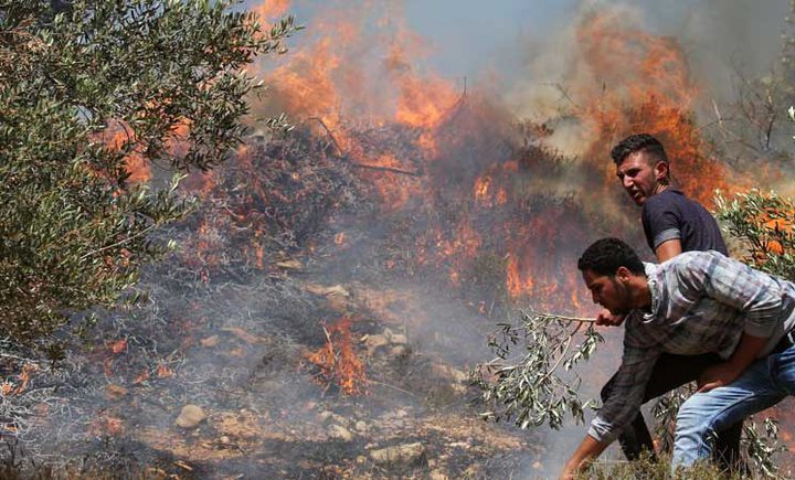 مستوطنون يحرقون عشرات أشجار الزيتون في صرة غرب نابلس
