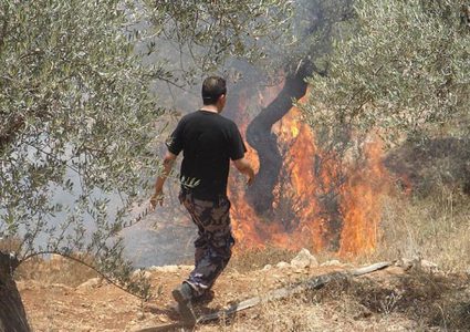 مستوطنون يقطعون أشجار زيتون ويتلفون سياجا في أراضي روجيب شرق نابلس