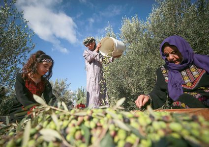 وزارة الزراعة: بدء موسم قطف الزيتون في العاشر من الشهر المقبل