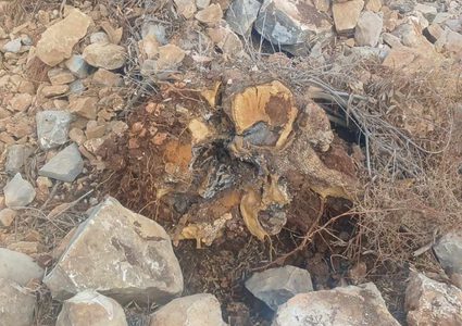 مستوطنون يقتلعون ٢٥ شجرة زيتون في اراضي كفر الديك