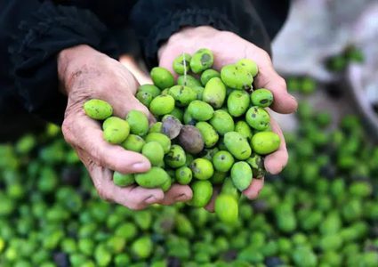 وزارة الزراعة تصدر نشرة توعوية حول موعد القطف الأمثل لثمار الزيتون