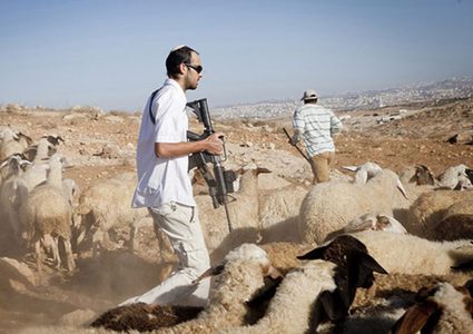 مستعمرون يسرقون مواشي في الخليل