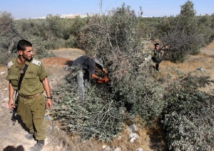 مستعمرون يحرقون اشجار الزيتون في حزما