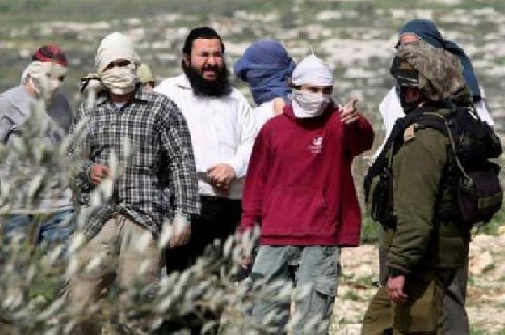 مستوطنون يهاجمون قاطفي الزيتون في ياسوف