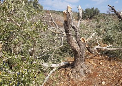 مستوطنون يقطعون عشرات أشجار الزيتون في جبع جنوب جنين