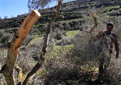 مستعمرون يهاجمون قاطفي الزيتون في عدة محافظات بالضفة