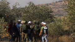 الاحتلال يجبر قاطفي الزيتون على مغادرة حقولهم في بيت فوريك