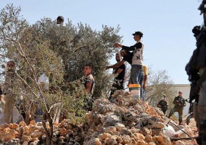 مستوطنون يهاجمون المزارعين أثناء قطفهم الزيتون في سهل رامين شرق طولكرم