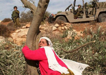 استشهاد مواطنة متأثرة بإصابتها برصاص الاحتلال خلال قطفها ثمار الزيتون في فقوعة