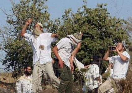 إصابة مزارع إثر اعتداء مستوطنين عليه أثناء قطف الزيتون شرق سلفيت