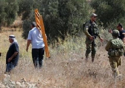 مستوطن يمنع مواطنين من قطف الزيتون في الخضر