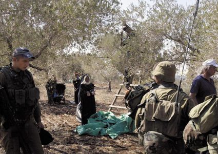 الأمم المتحدة تحذر من تزايد عنف المستوطنين خلال موسم الزيتون بالضفة