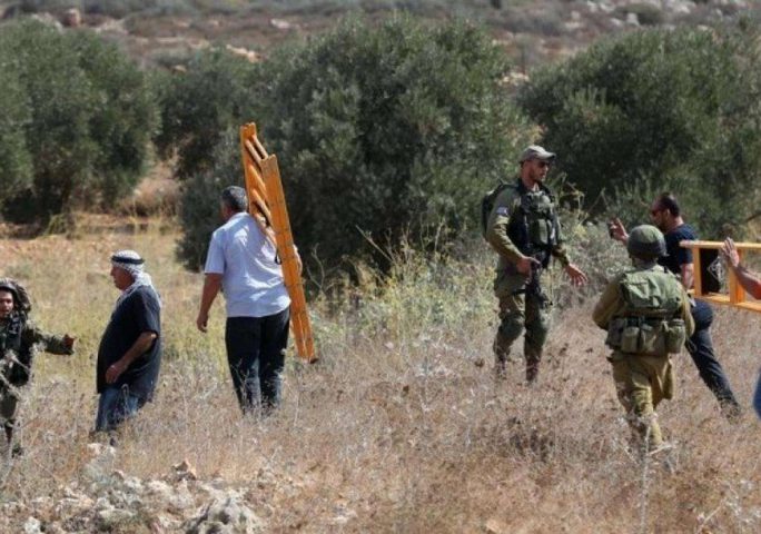 الاحتلال يعتدي على قاطفي الزيتون ويعتقل 6 منهم في حوسان