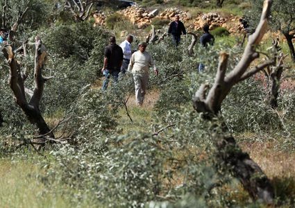 مستوطنون يشقون طريقا ويقطعون عشرات أشجار الزيتون في قصرة جنوب نابلس