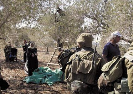 مستوطنون يهاجمون قاطفي الزيتون في سهل رامين شرق طولكرم