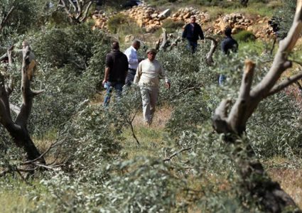 مستوطنين يمنعون الأهالي من قطف محاصيل الزيتون جنوب الخليل