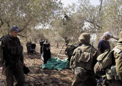 مستوطنون يهاجمون قاطفي الزيتون جنوب جنين