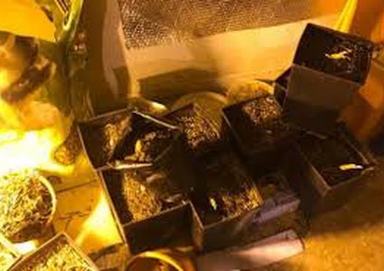 الشرطة تضبط مُستنبتا للمواد المخدرة جنوب بيت لحم