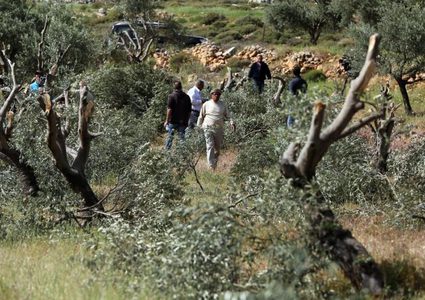 مستعمرون يسرقون ثمار الزيتون في قرية حرملة