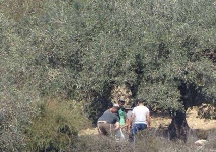 مستوطنون يعتدون على قاطفي الزيتون في سبسطية شمال غرب نابلس