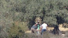 مستوطنون يعتدون على قاطفي الزيتون في سبسطية شمال غرب نابلس