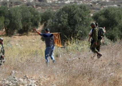 مستوطنون يعتدون على قاطفي الزيتون في كيسان شرق بيت لحم