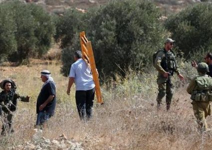 الاحتلال يجبر قاطفي الزيتون على مغادرة أراضيهم جنوب نابلس