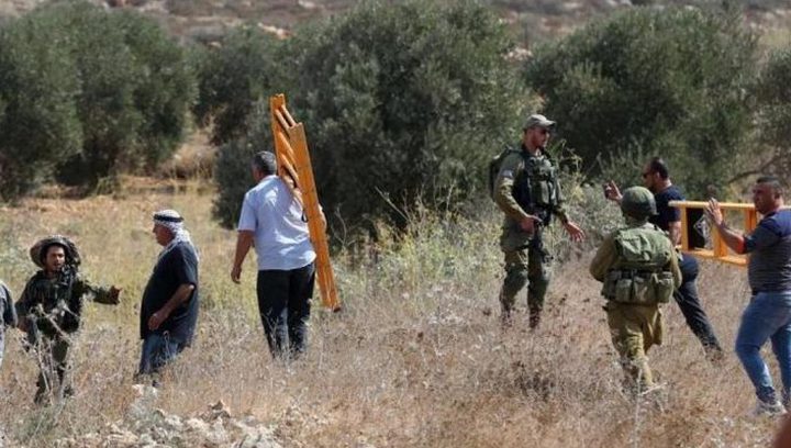 الاحتلال يجبر قاطفي الزيتون على مغادرة أراضيهم جنوب نابلس