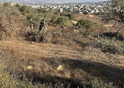 مستوطنون يقطعون عشرات أشجار الزيتون المعمرة جنوب نابلس