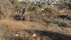 مستوطنون يقطعون عشرات أشجار الزيتون المعمرة جنوب نابلس