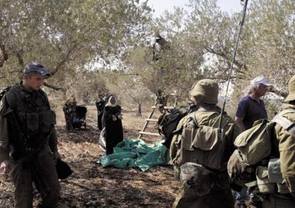 الاحتلال يمنع المزارعين من قطف ثمار الزيتون