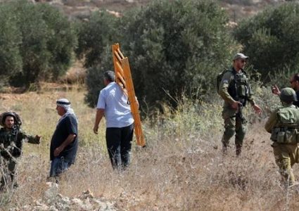 الاحتلال يمنع المزارعين من قطف الزيتون في قصرة جنوب نابلس