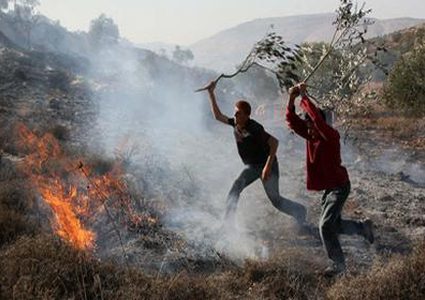 مستوطنون يضرمون النيران في سهل رامين شرق طولكرم