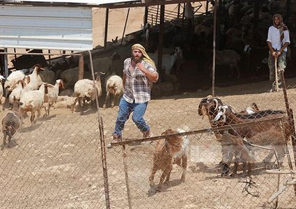 مستوطنون يهاجمون تجمع شلال العوجا والاحتلال يعتقل 3 مواطنين