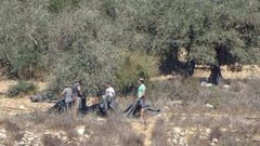 مستوطنون يسرقون ثمار الزيتون في المغير شمال شرق رام الله