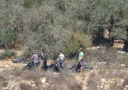 مستوطنون يسرقون ثمار الزيتون في المغير شمال شرق رام الله