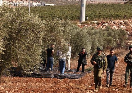 مستوطنون يعتدون على قاطفي الزيتون جنوب الخليل