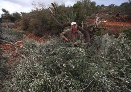 مستوطنون يقطعون أكثر من 500 شجرة زيتون في قريوت جنوب نابلس
