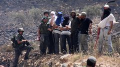 مستوطنون يسرقون ثمار الزيتون بياسوف