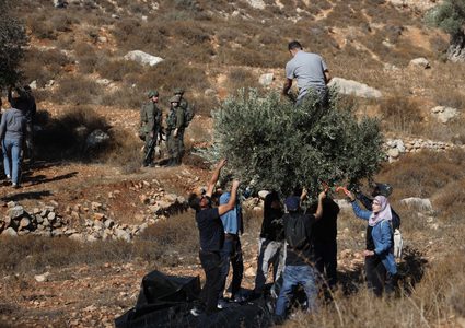 الاحتلال يمنع مزارعين ومتطوعين أجانب من قطف الزيتون في بورين