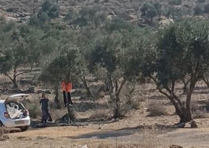 مستوطنون يسرقون ثمار زيتون في ياسوف شرق سلفيت