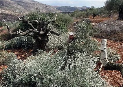 مستعمرون يقتلعون اشجار زيتون في بيت لحم