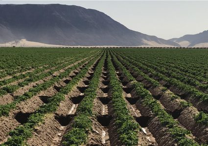 وزارة الزراعة توزع بذورا على المواطنين في الأغوار الشمالية