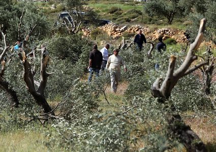 هيئة مقاومة الجدار والاستيطان: 407 اعتداءات ضد قاطفي الزيتون