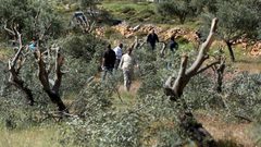 مستوطنون يقطعون نحو 100 شجرة زيتون في ياسوف شرق سلفيت