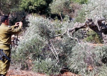 مستوطنون يقطعون 15 شجرة زيتون ويخربون بئر مياه في ياسوف