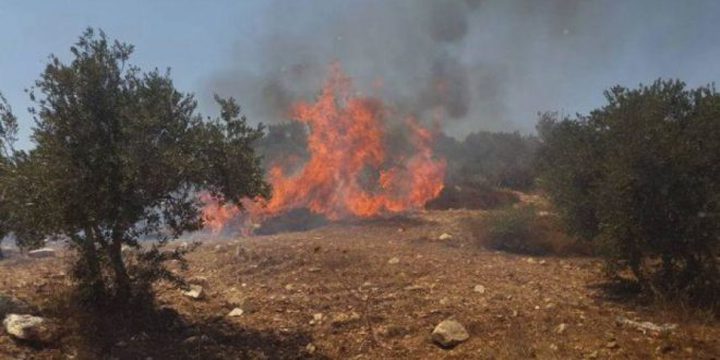 مستوطنون يحرقون غرفة زراعية في سلفيت