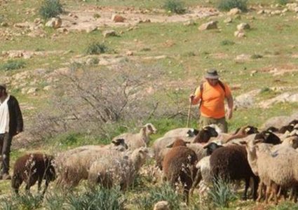 مستوطنون يحاولون سرقة ماشية في الأغوار الشمالية